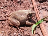 grenouille près de la Mine de Ngwenya