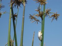 petite grenouille dans le Delta de l'Okavango