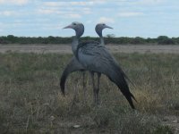 grues bleues à Etosha