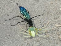 hyménoptère ayant paralysé une araignée (Delta de l'Okavango)