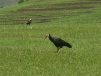 ibis chauve à Semonkong (Lesotho)