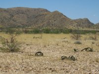 paysage avec Welwitschia mirabilis