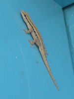 lézard à la frontière Botswana-Zimbabwe