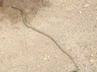 lézard presque apode au pied de Sani Pass, coté Afrique du Sud (au Drakensberg : c'est le Dragon de la Montagne ?)