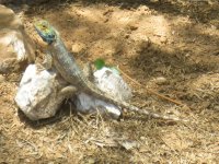 lézard à Ghanzi