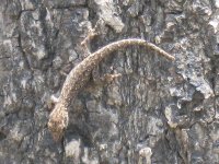 petit lézard à Kasane