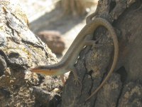 lézard à Kasane (camping)