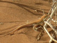 lézard près de Sossusvlei