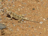 lézard à Tsumeb