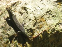 lézard près des Chutes Victoria