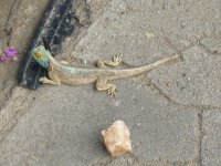 lézard à Windhoek