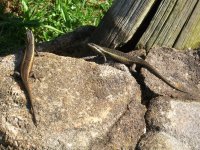 lézards dans la Réserve de Malolotja