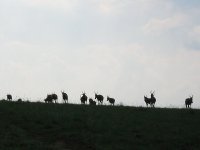 blesboks en contre-jour à Malolotja