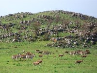 blesboks et zèbres à Malolotja