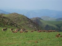 blesboks et zèbres à Malolotja