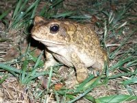 crapaud à Malolotja (Swaziland)