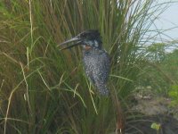 martin-pêcheur sur la Rivière Chobe (coté Namibie)