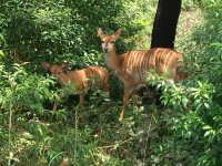 antilopes à Mlilwane