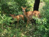 antilopes à Mlilwane