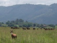 blesbok et gnous à Mlilwane