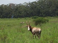 blesbok et zèbres à Mlilwane