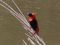 oiseau à Mlilwane (Swaziland)