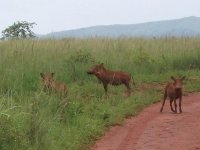 phacochères à Mlilwane