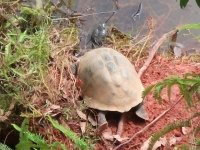 tortue d'eau à Mlilwane