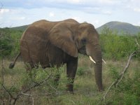 Elephant