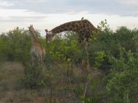 Girafes