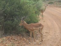 Impala