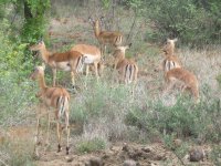 Troupeau d'impalas