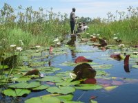 en mokoro dans le Delta