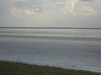 Lac salé et flamands