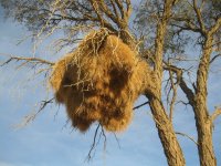 nid de républicains près de Sossusvlei