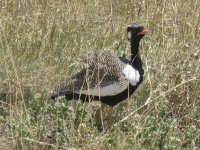 oiseau à Etosha (à chercher)