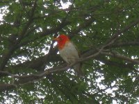 oiseau à Nata (Botswana)