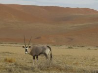 Oryx à Sossusvlei