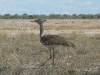 outarde à Etosha