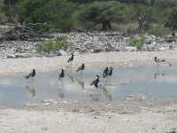 pluviers (espèce ?) à Etosha