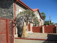 quiver tree (Aloe dichotoma) à Keetmanshoop