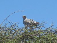 rapace à Etosha