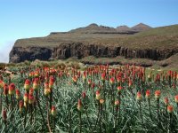 Fleurs (pokers) à Sani Pass