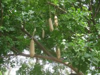 Arbre à saucisses à Rundu