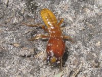 termite soldat (Delta de l'Okavango)