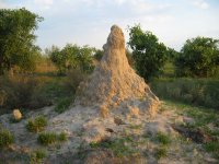 termitière (Delta de l'Okavango)