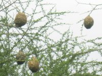 nids de tisserins à Mokolodi (Botswana)