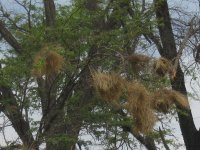 nids de tisserins dans le Delta de l'Okavango