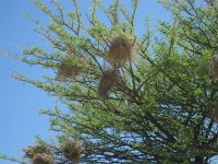 nids de tisserins à Etosha