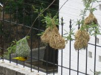 nids de tisserins à Windhoek (Namibie)